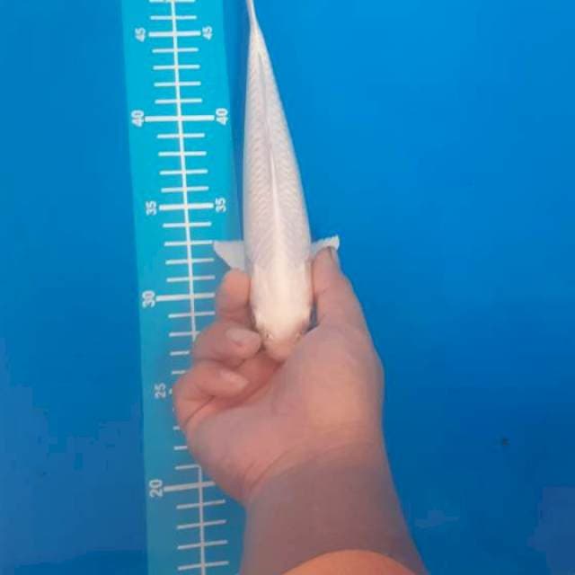 Platinum 24cm