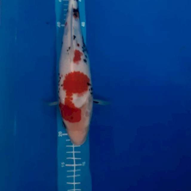 Kindai showa 35 cm..bakal punuk .. calon jumbo