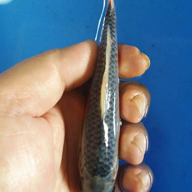 FI ASAGI 13CM