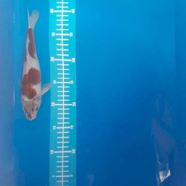 Goromo 23cm