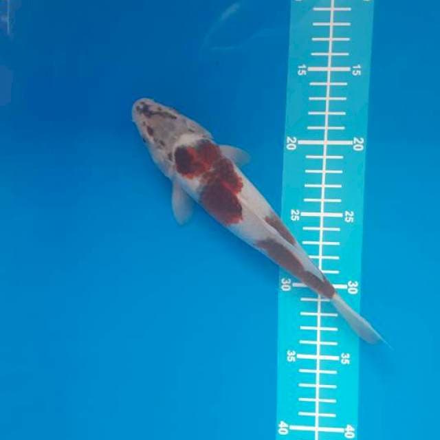 Goromo 23cm
