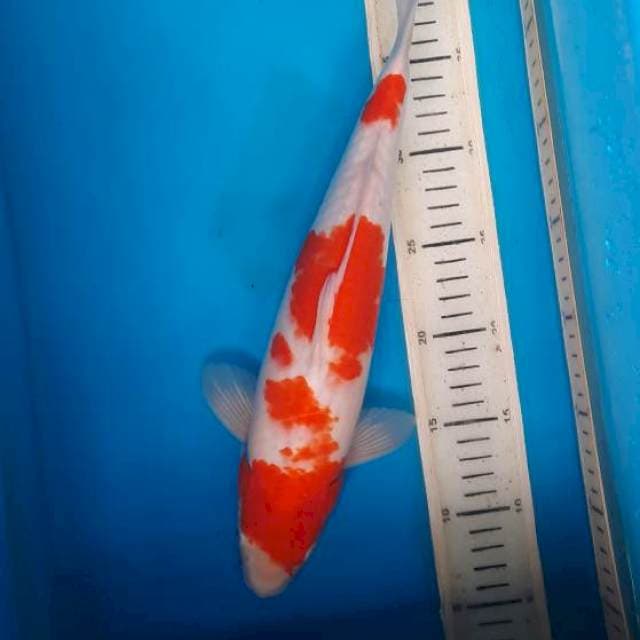 Kohaku 35cm