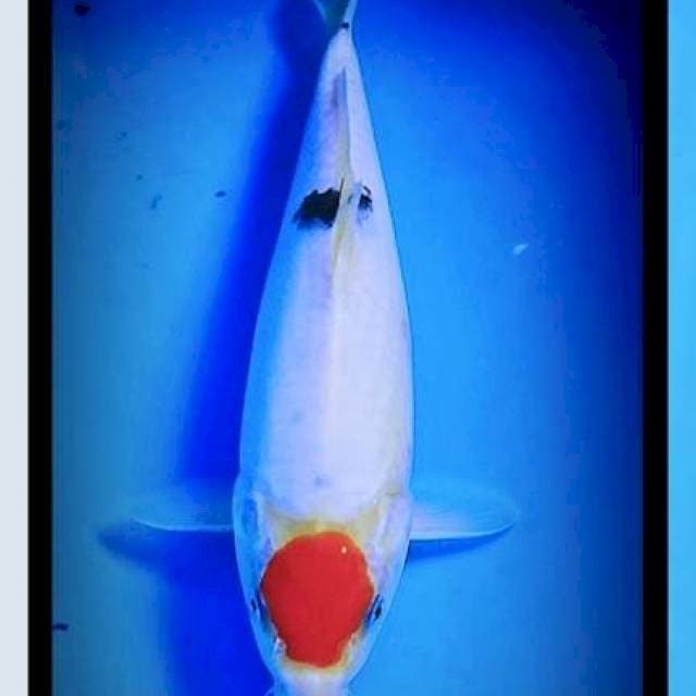 Tc sanke 26cm