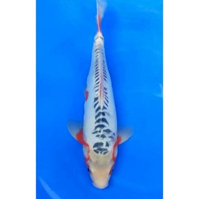 Shusui Ring Rapi 33cm (M)