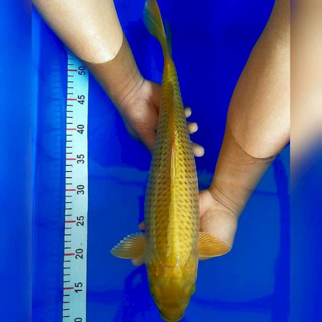 43cm midorigoi