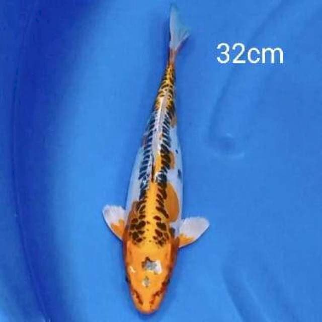 Kujaku doitsu 32cm