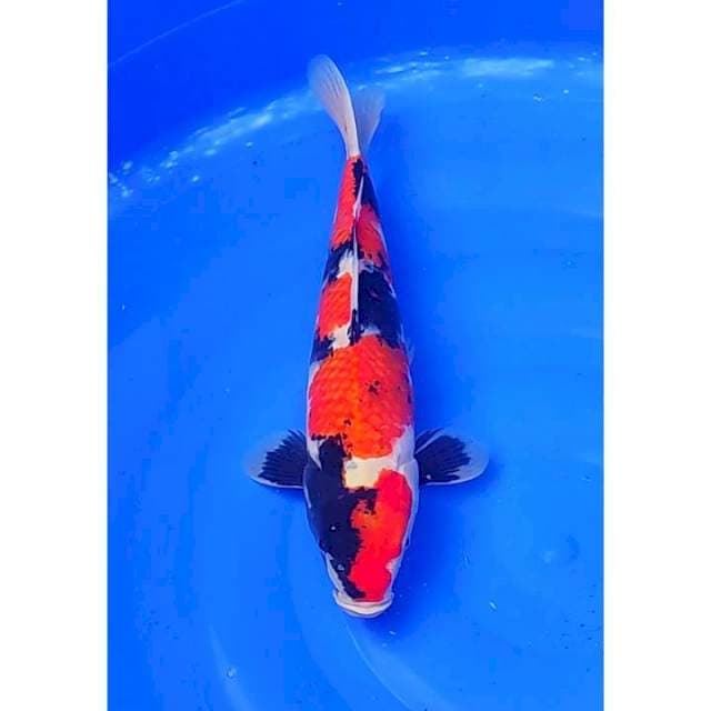 HQ Showa Sanshoku 4step Motogoro 35cm (F)