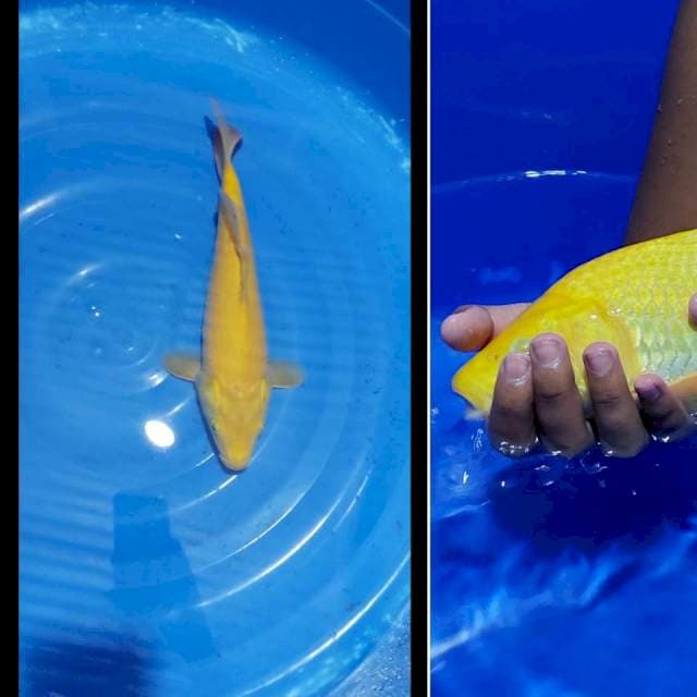 Karashi Kuning Gading Bersih Berpunuk Mata Hitam 33cm (F)