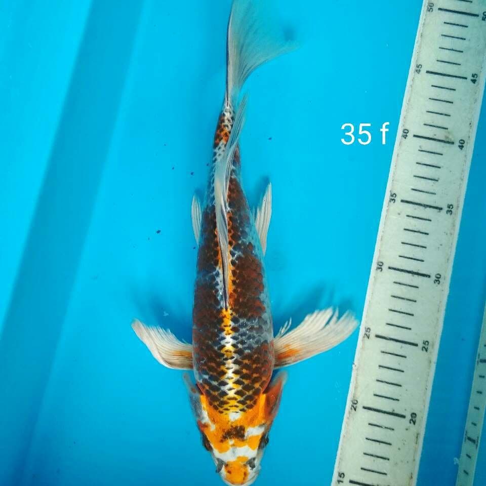 Naga air semi inazuma Calon Jumbo