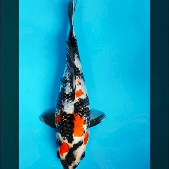 Showa ginrin 27cm