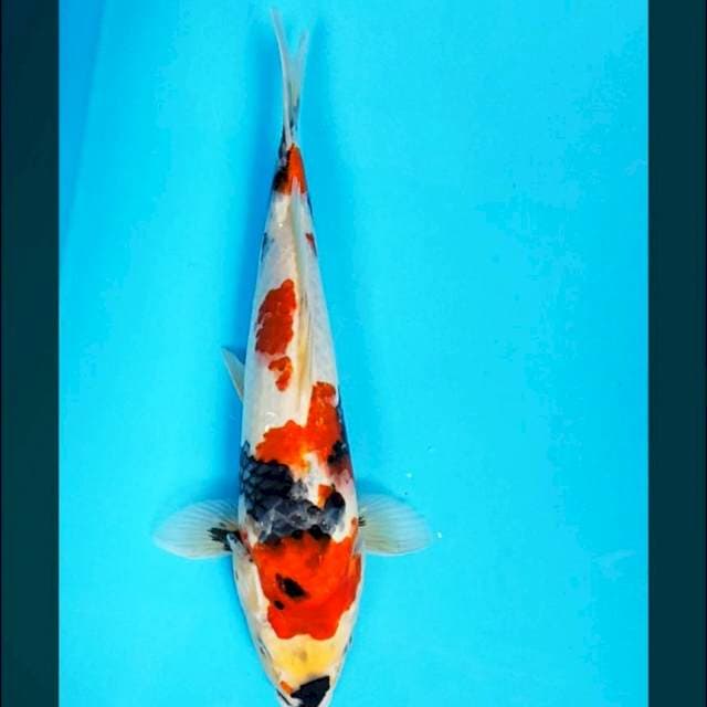 Kindai showa 31cm
