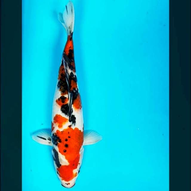Sanke 33cm male