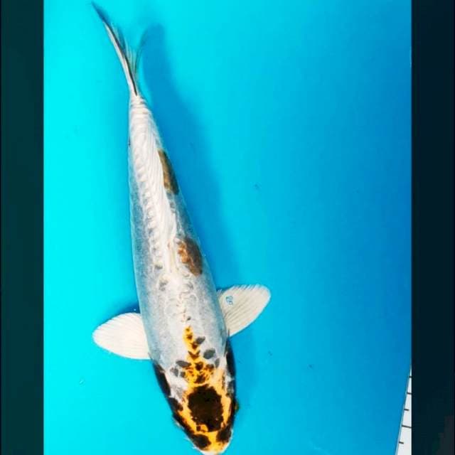 Kiko antik 27cm male