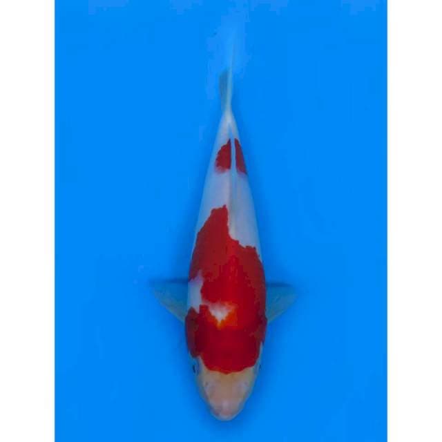 Red Kohaku - 24cm Male