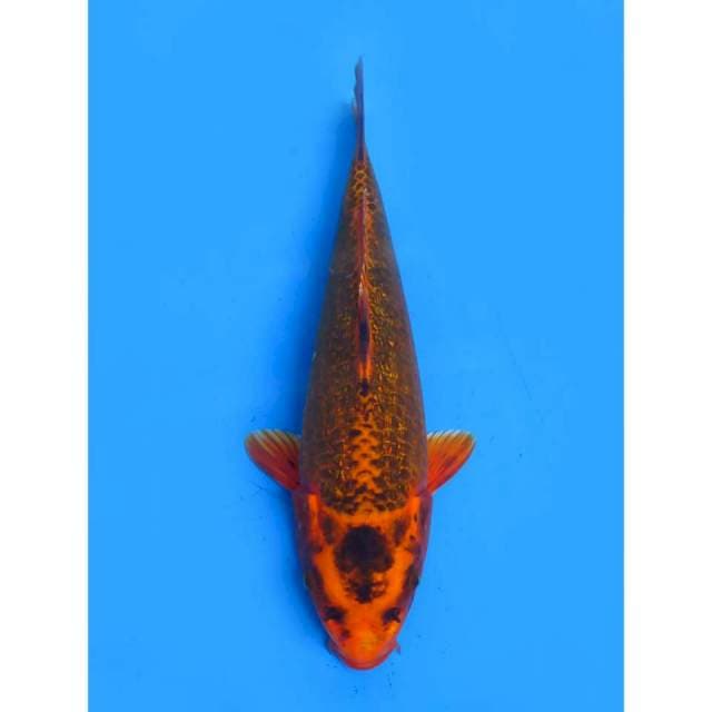 Super Antik - 23cm Male