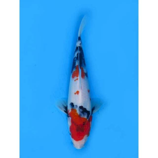Kindai Showa - 25cm Male