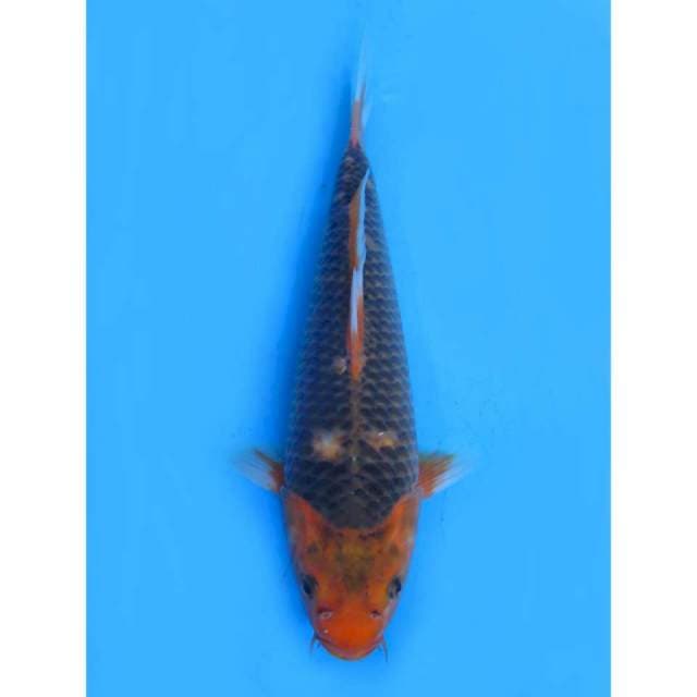 Matsuba Bulky - 34cm Male