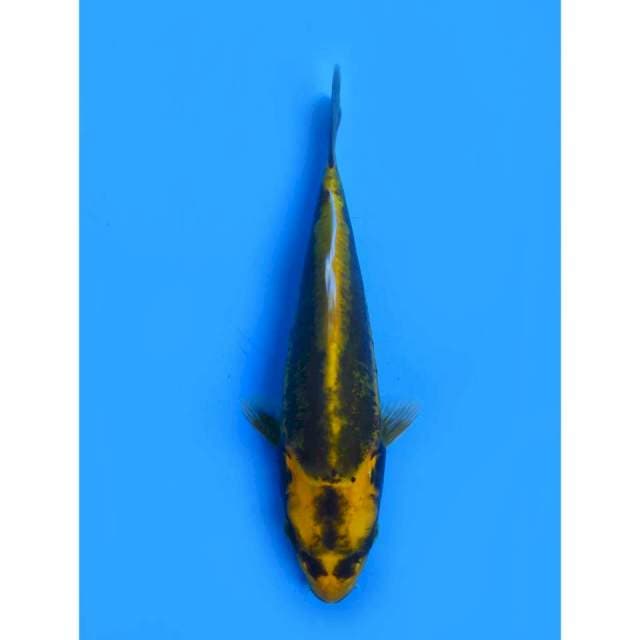 Ki Kabuto Doitsu - 21cm