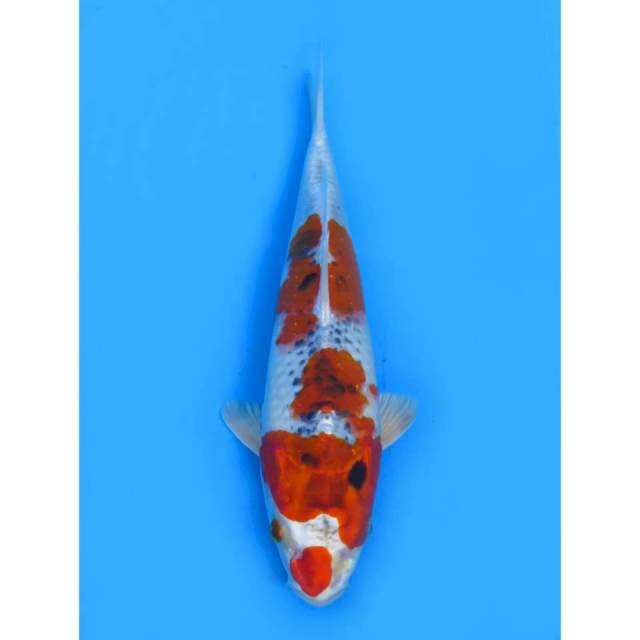 Hesei Nishiki - 25cm Male