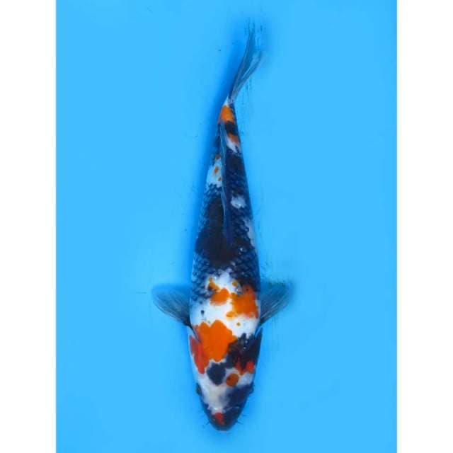 Showa - 24cm Male