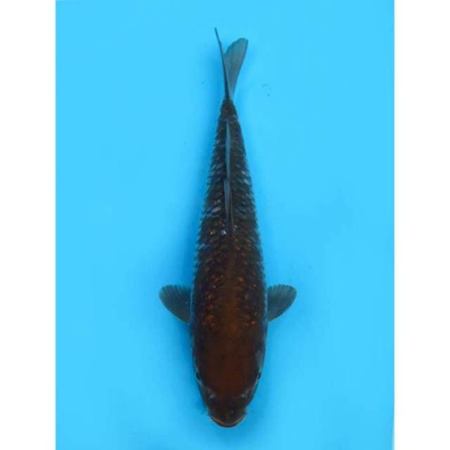 Ochiba Ginrin - 29cm Male