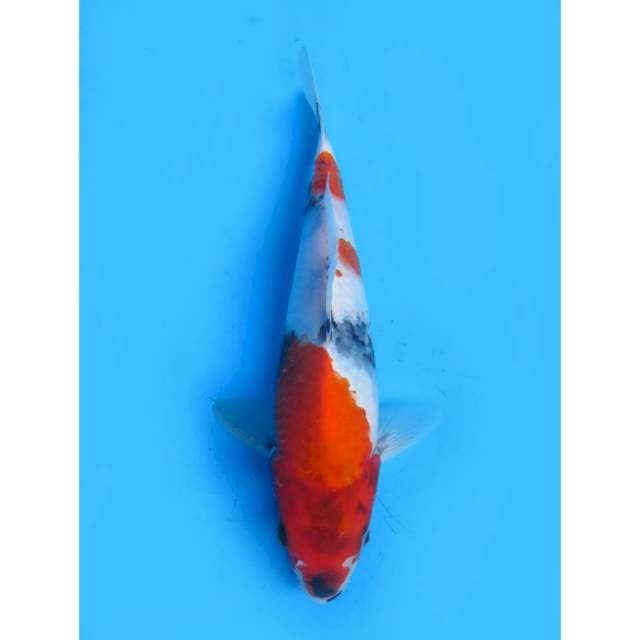 Kindai Showa - 25cm Male