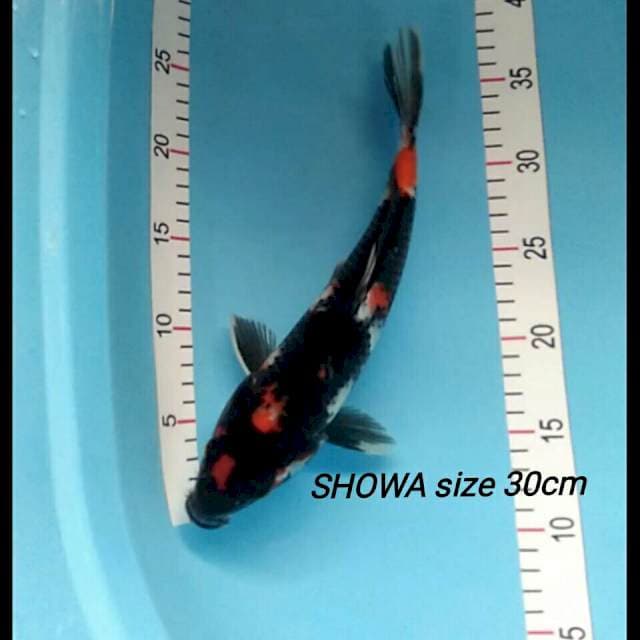 Showa