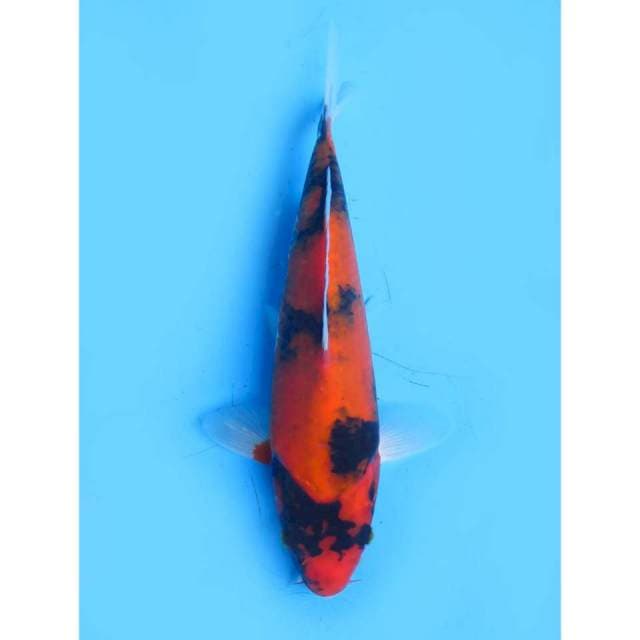 Hi Showa - 22cm