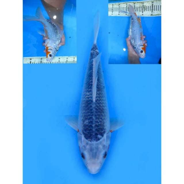 Asagi - 33cm
