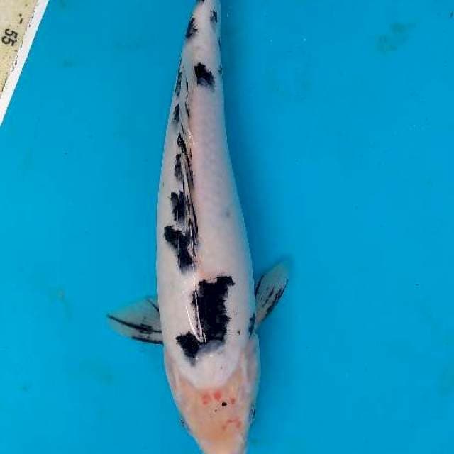 Bekko 29cm