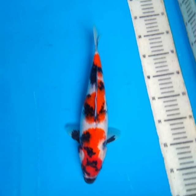 Showa 31cm