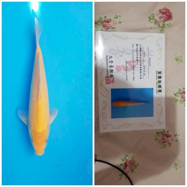 Karashi certy marudo