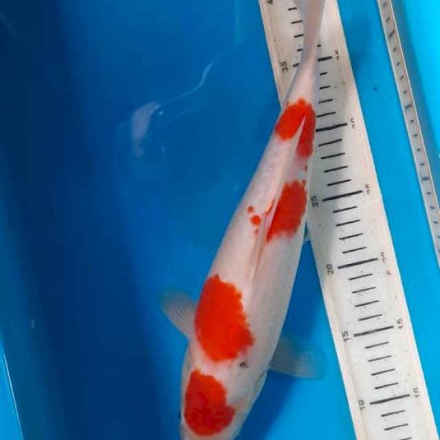 Kohaku maruten 35cm