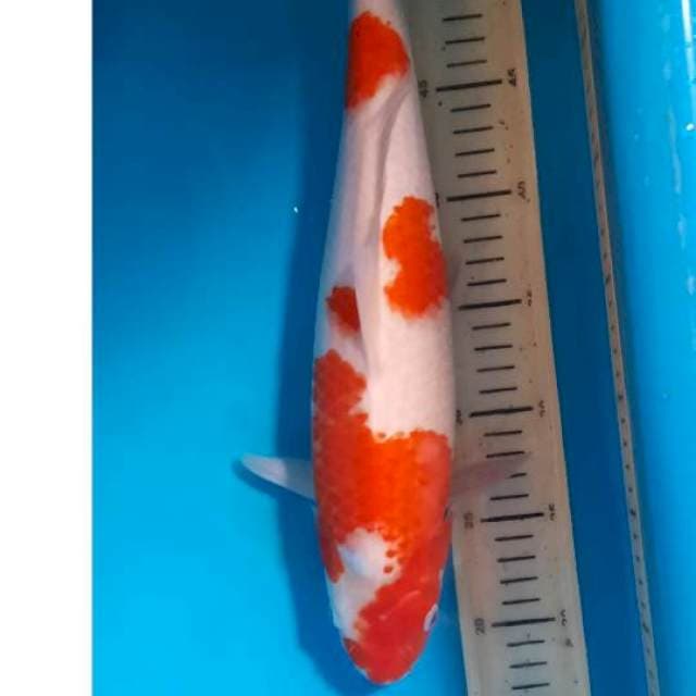Kohaku 38cm