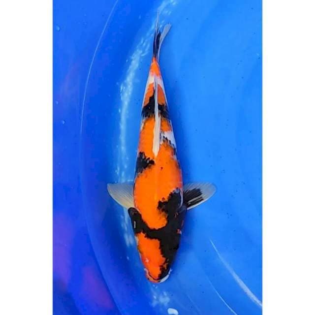 Showa Sanshoku Original 33cm (F)