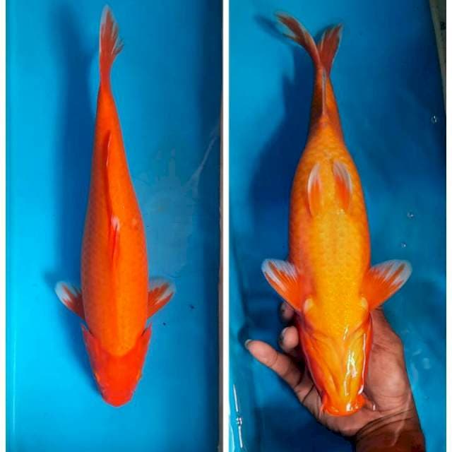 Aka hajiro 35cm