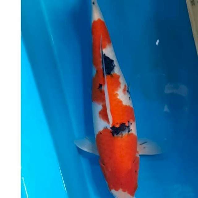 Kohaku sanke 35cm