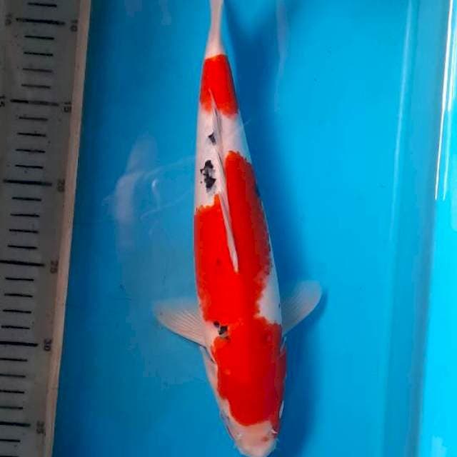 Kohaku sanke 31cm