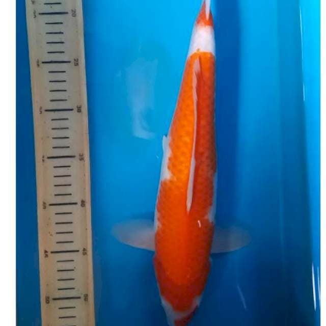Kohaku 40cm