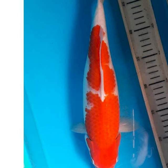 Kohaku 36cm
