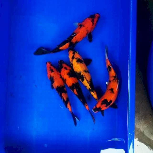 Hiutsuri merah tembus 25cm