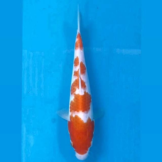 Kohaku, 18 cm