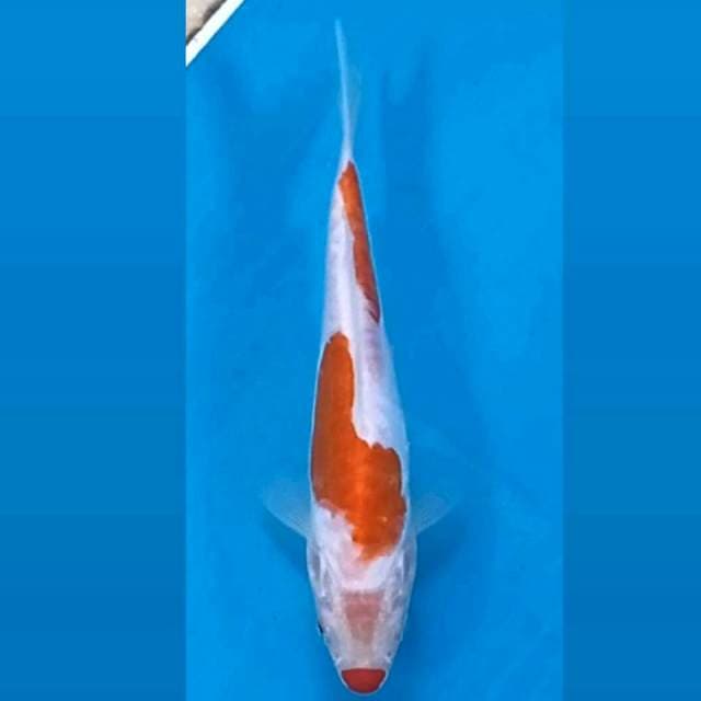 Kohaku doitsu, 16 cm