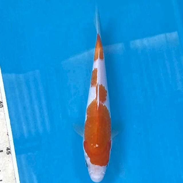 Kohaku, 18 cm