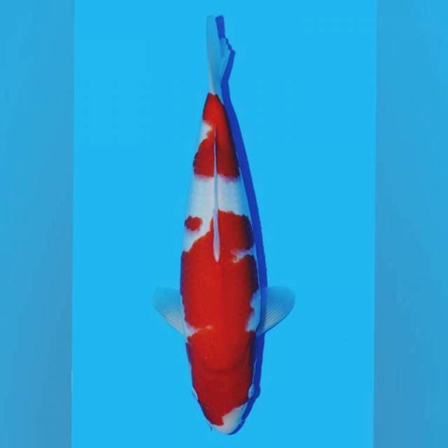Kohaku impor