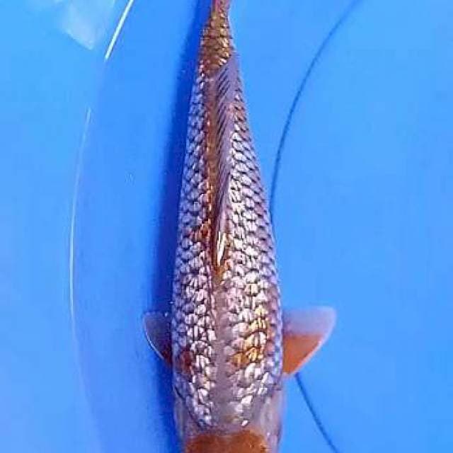Maruten ginrin 30 cm