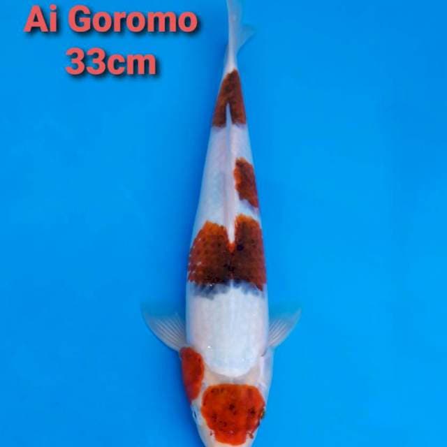F1 Ai Goromo 33cm