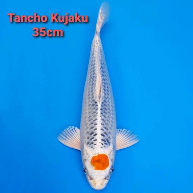 F1 Tancho Kujaku 35cm