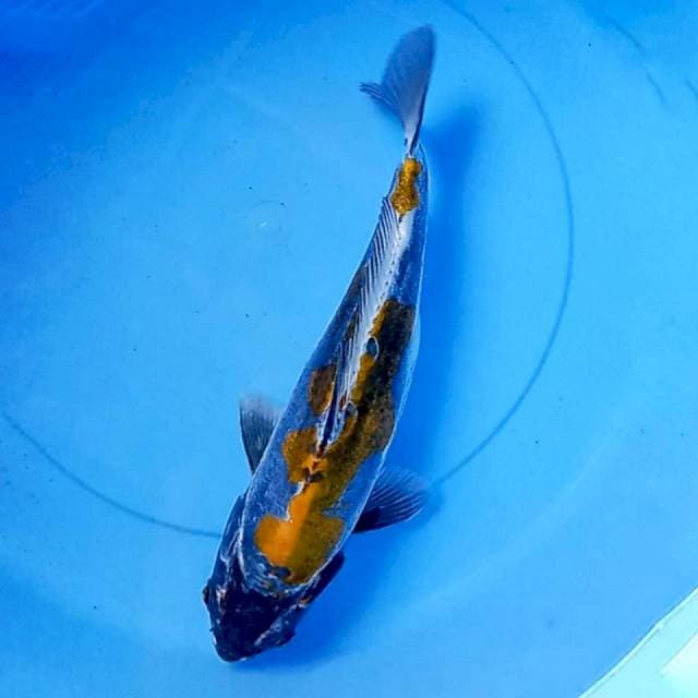 Kiko 35 bu