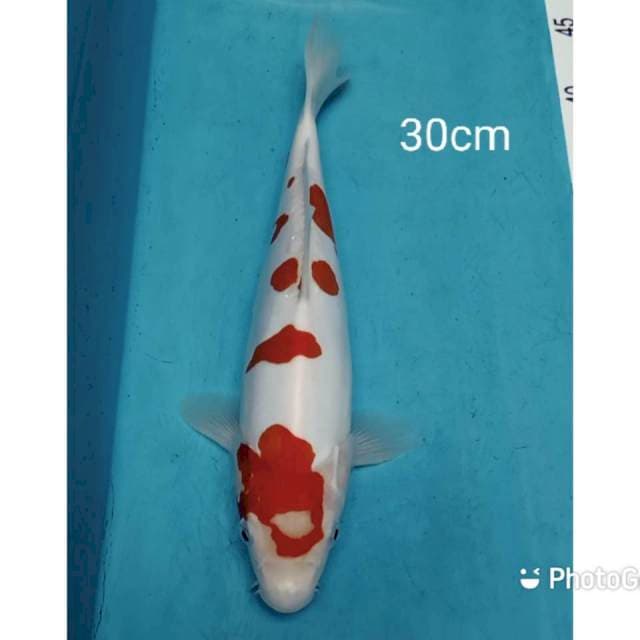 Kohaku doitsu murni 30cm